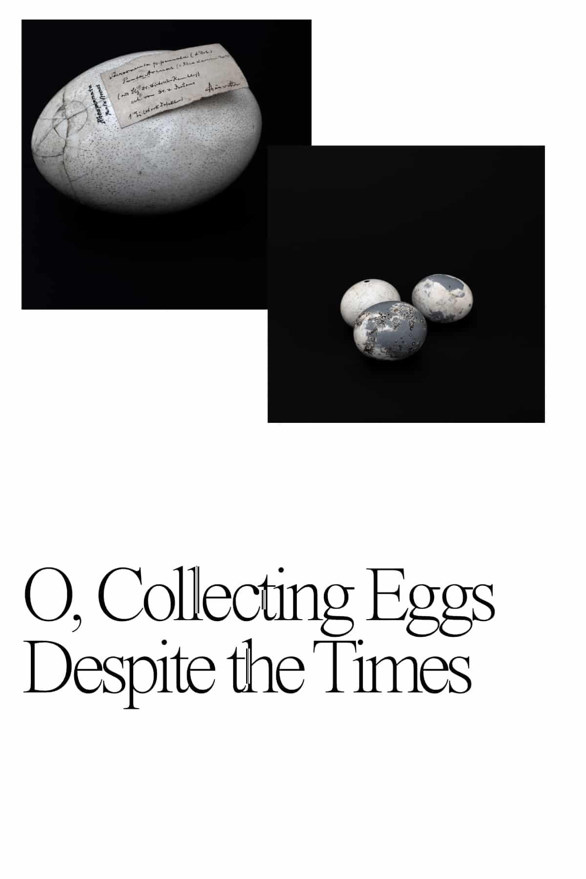 O, Collecting Eggs Despite the Times.